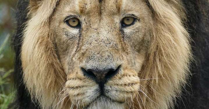 Shock as rare lion that starred on Channel 4 found dead at UK zoo