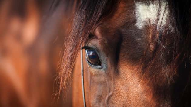 Have animals? Take a quick survey to help Clallam County plan for their care in a disaster