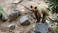 Earth Notes: Black Bears and Wildfires