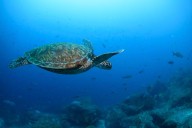 Nations ratify the world's first treaty to protect international waters