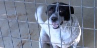 Hinesville animal rescue upgrading kennels, asking for public’s help