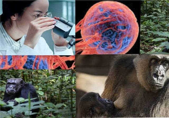 Efemérides del 24 de septiembre: Día de la Investigación Contra el Cáncer