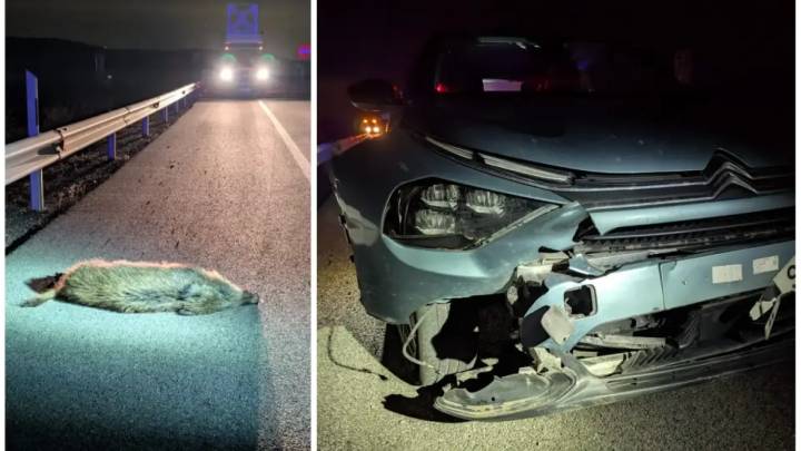 Los accidentes de tráfico con animales han crecido en Aragón un 122% desde 2015