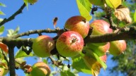 El árbol frutal del jardín de casa qué si o si debes podar en septiembre para que de frutos