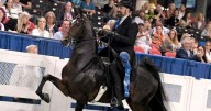 ‘What a Surprise’: Leach family surprised by horse’s world championship