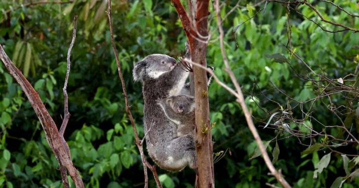 Australia approves vaccine to protect koalas from chlamydia