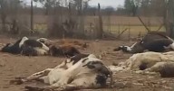 Rosario de Lerma: El dueño dijo que " se murieron de viejas" las 18 vacas y las 6 ovejas