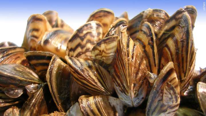 Zebra Mussels Confirmed in Bass Lake Near Cohasset in Itasca County