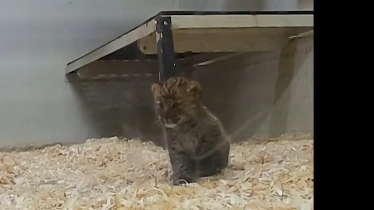 Behind the scenes look at amur leopard cubs at Chicago area zoo
