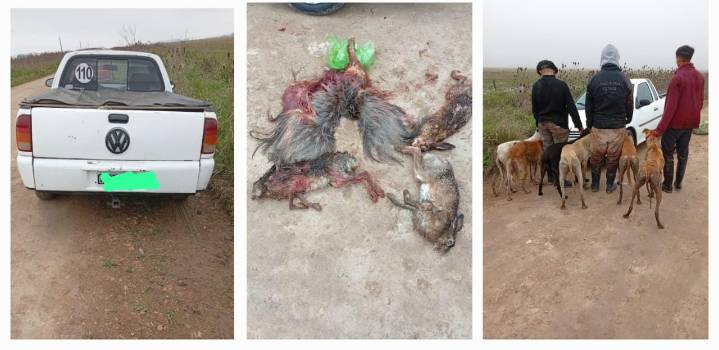 Tres jóvenes aprehendidos por caza ilegal con galgos en un campo de Loma Negra