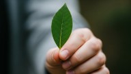 Dónde hay que guardar una hoja de laurel para atraer la abundancia, según el Feng Shui
