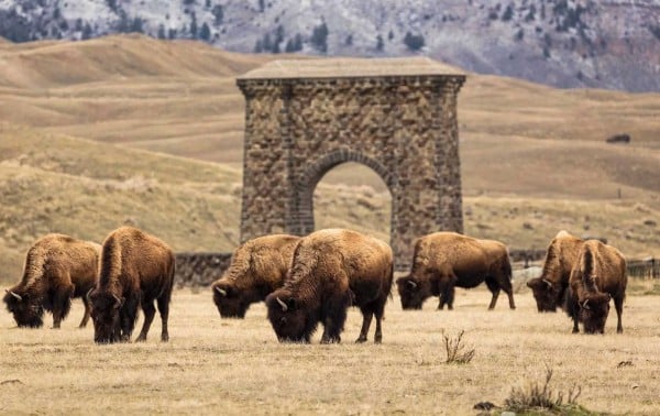 En Yellowstone, los bisontes migratorios reavivan un paisaje