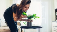 Why You May Love Lilies Of The Valley In Your Living Room (But Be Aware Of This Big Drawback)