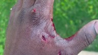 Houston man sues southwest side apartment complex claiming neighbor's dog violently attacked him