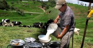 En Antioquia mejorarán genéticamente al ganado vacuno para mejorar su producción