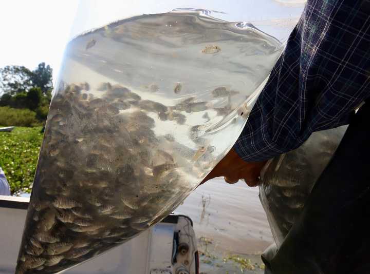 Siembran tilapia en el lago de Chapala