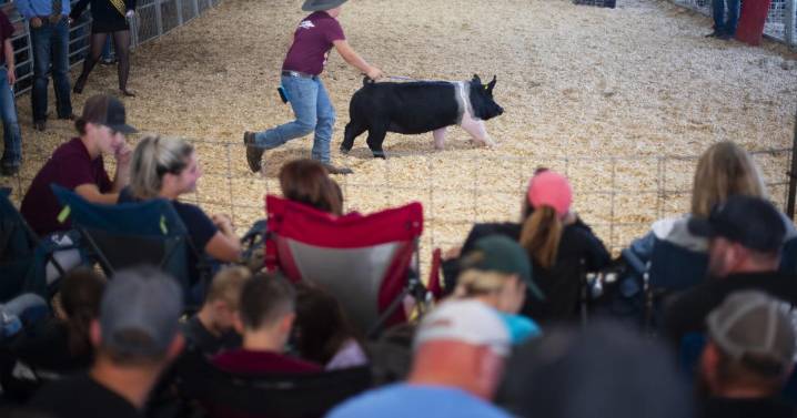 Animals hog spotlight at Swine Market Show