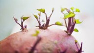 Una planta muy noble: cómo tener una enredadera en casa a partir de una batata