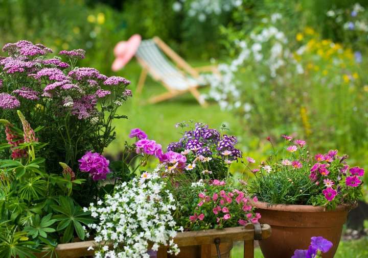 Llena de color tu balcón: las 3 flores que debes plantar este septiembre para un verano deslumbrante