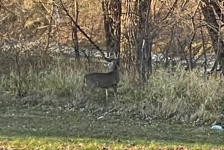 Only 12 hunters apply for this year’s East Grand Forks archery deer hunt