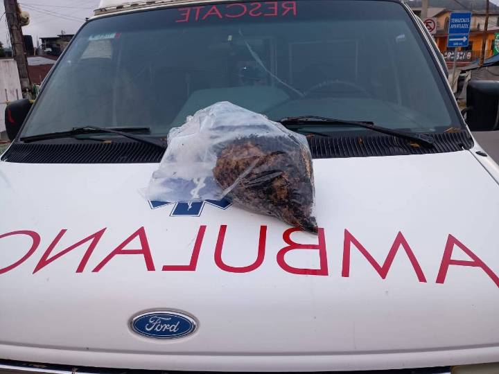 Socorristas retiran panal de avispas en domicilio particular