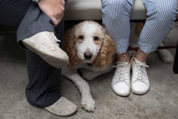 Humane Society for Southwest Washington opens community clinic for low