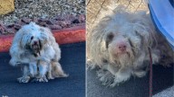 Nevada Dog's Severe Matted Coat Made It Impossible For The Vet To See If He Had Two Eyes