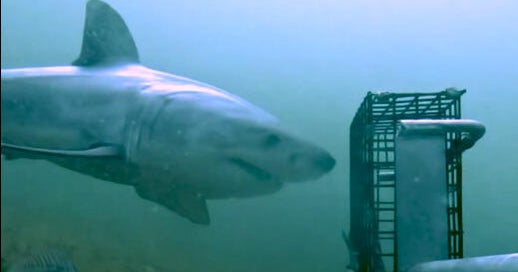 Video shows "elusive" great white shark off the coast of New England