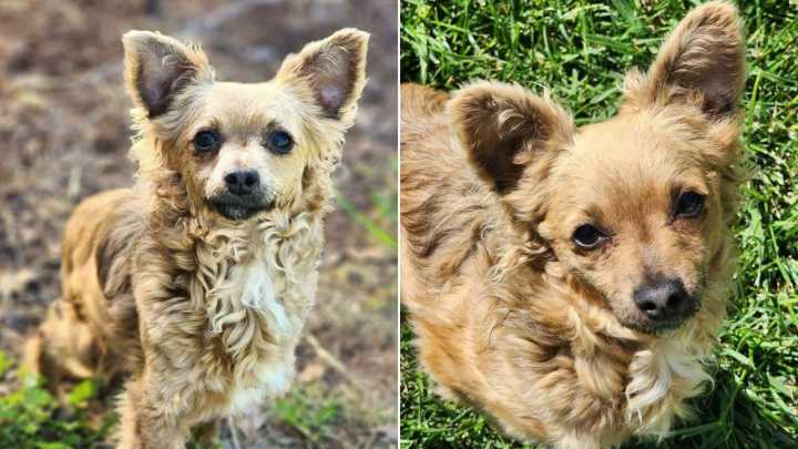California Dog Is Skipped Over At Every Adoption Event, And The Reason Will Crush You