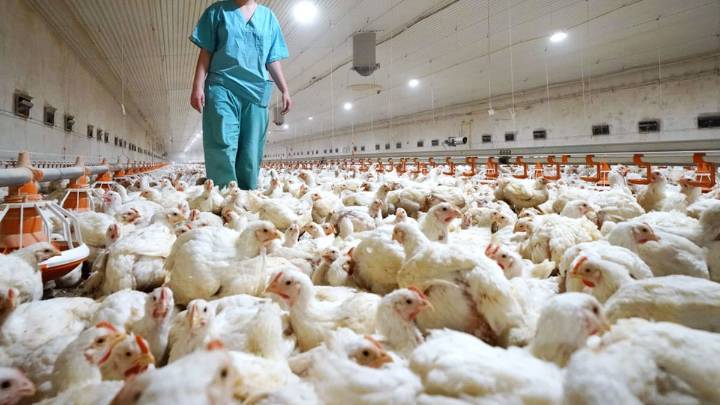 Detectan un nuevo foco de gripe aviar en una granja de aves de corral en Huelva