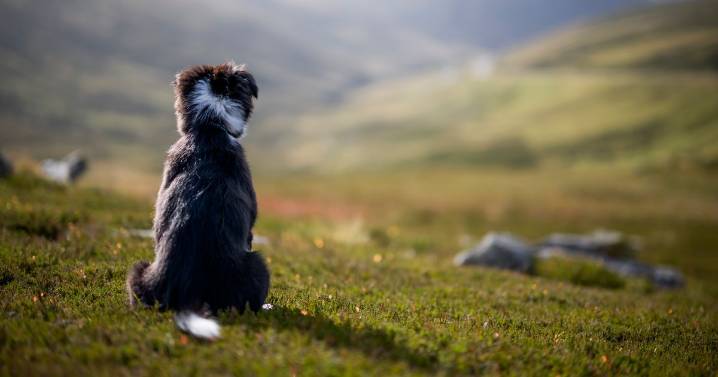 10 mountain dog breeds that will help you bag a few Munros this autumn