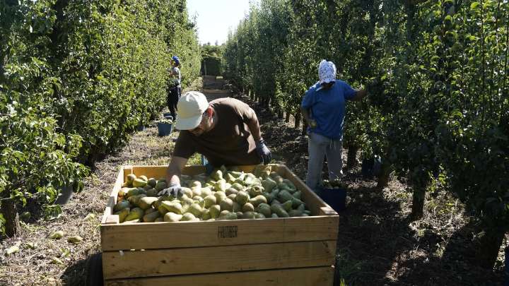 La recolección de la pera conferencia del Bierzo supera las expectativas con 14,5 millones de kilos