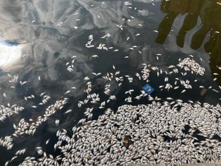 Dead fish blanket Baltimore harbor in seasonal die