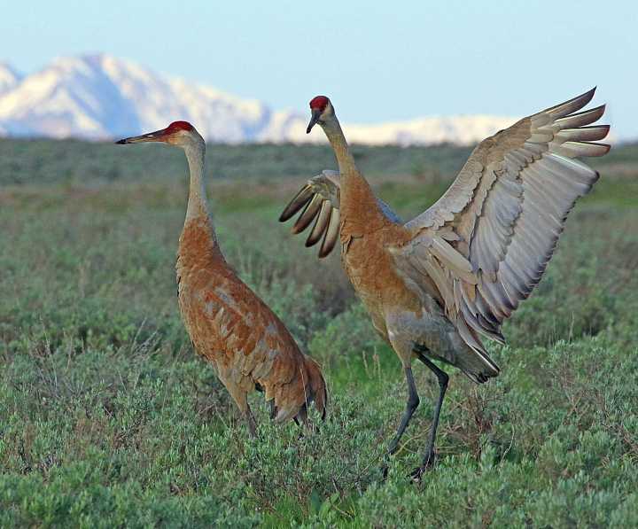 Sandhill Crane Viewing Events Coming Up 
