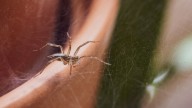 Spiders are probably hiding in this overlooked spot inside your home
