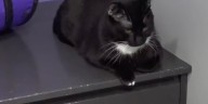 Leigh’s Lost and Found Digital Extra: How to make a pet part of your family