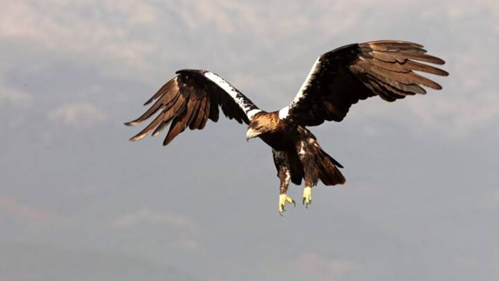 8 animals that have the best eyesight