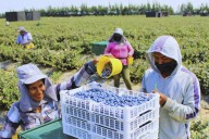 INEI: volumen exportado de productos no tradicionales creció 2.6% en julio de 2025