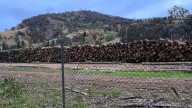 'No choice': paper giant sues after state logging ban