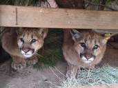 Orphaned cubs reunited with nature after months of rehabilitation
