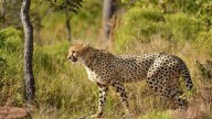 Against the odds, Mukhi becomes first cheetah cub born in India to reach adulthood