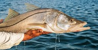 FWC: Snook season opens for large tracts of Charlotte Harbor and Southwest Florida areas