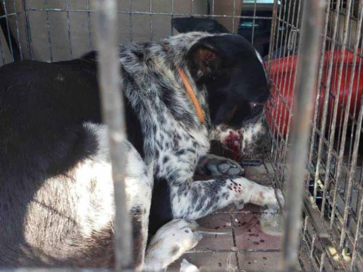 Dos perros matan a una bebé de 6 meses en Matamoros