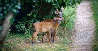 Hairspray being used to deter deers from eating graveyard flowers
