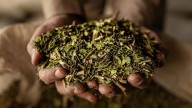 Hallazgos científicos de Bernardo Houssay y la yerba mate