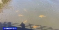 Perth: Warning as sharks spotted in Perth's Swan River close to where teen was killed