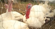 Avian Flu hitting Utah turkey farmers hard before the holidays