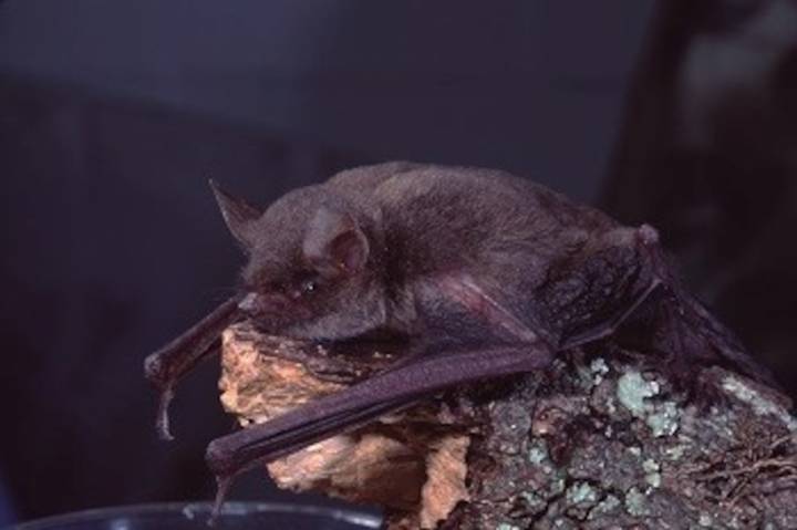 Bat found in Northern Michigan home tests positive for rabies