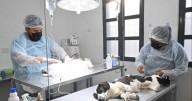 Más de 120 turnos gratuitos para la castración de mascotas este jueves