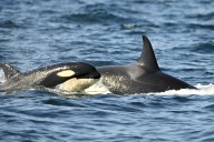 Second Orca This Year Carries Its Dead Newborn in Washington Waters